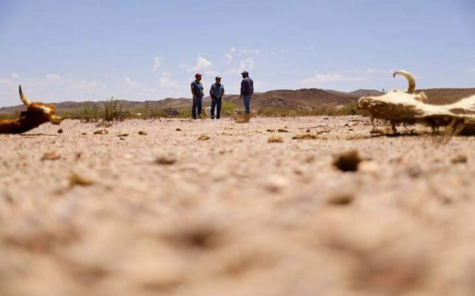 Ganado padece ante la sequía